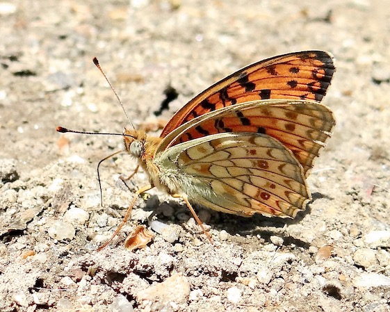 Niobe fritillary